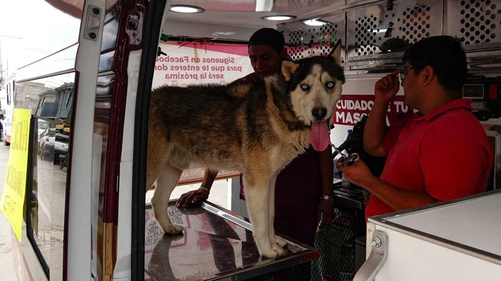 Perros de Chalco buscan hogar; ayúdalos a encontrarlo