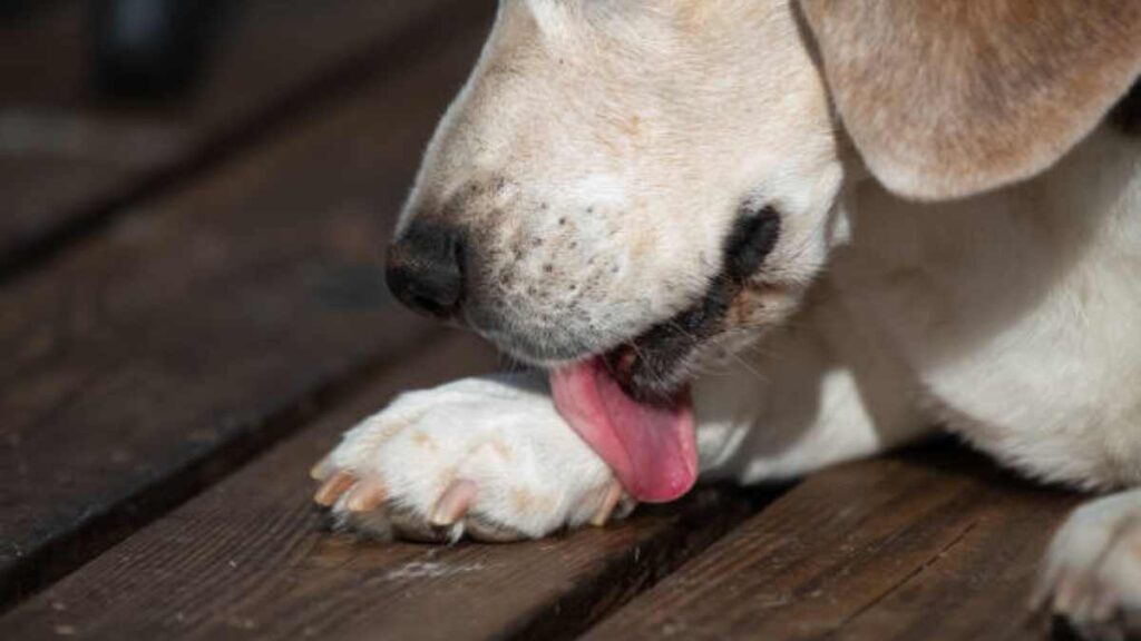 ¿Por qué a mi perro le huelen las patas a Cheetos?