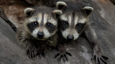 Captan a pareja de mapaches en pasillos de la UNAM