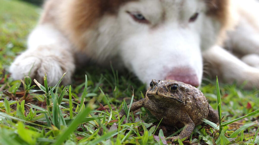 Mascotas intoxicadas por sapos en Tizimín, autoridades emiten recomendaciones