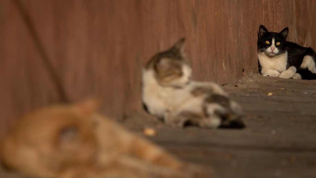 Michigan, el albergue para gatos en la CDMX