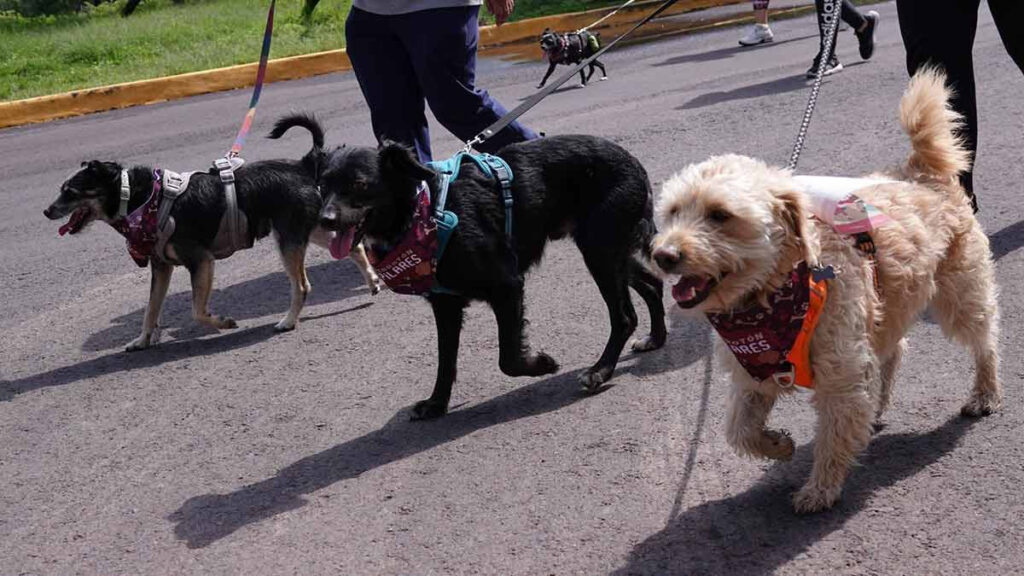 Multa de mil pesos por no registrar mascotas en Cancún