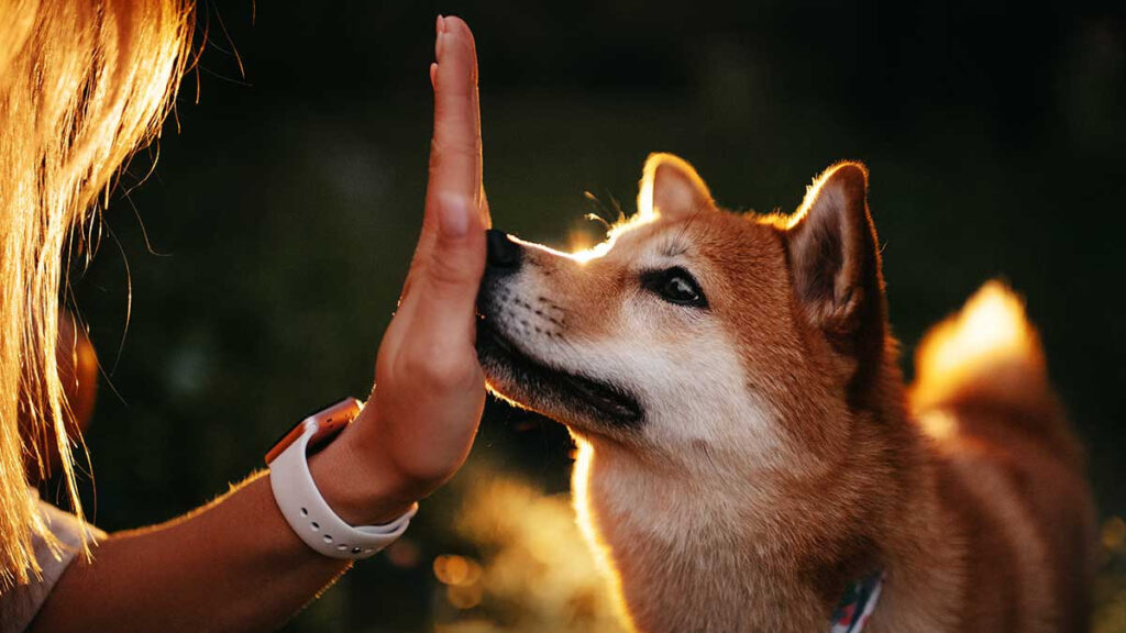 Perros detectan el calor con su olfato: estudio