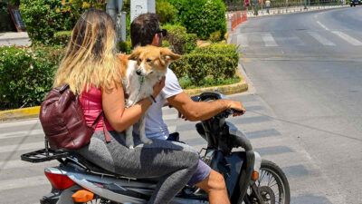 Asociaciones de protección animal piden no pasear a perros en motocicletas