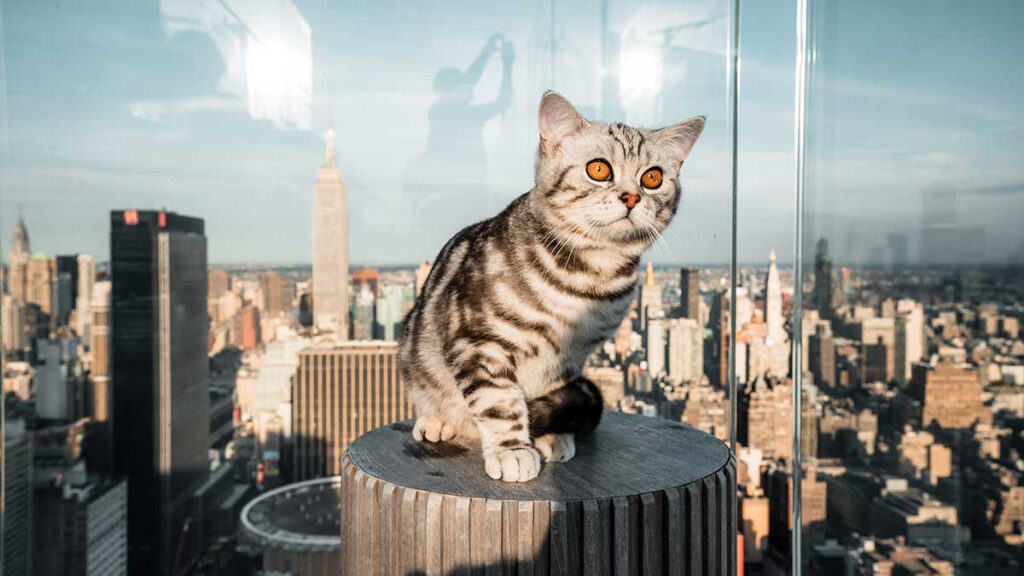 Nueva York recorrido gatos famosos