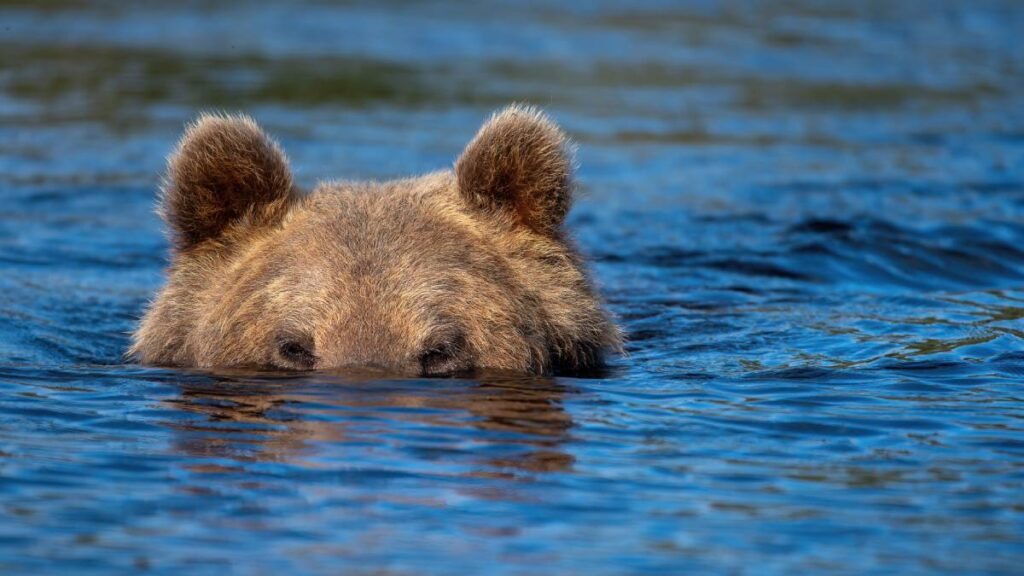 Sorprende oso a turistas dándose baño en playa de California