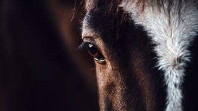 Otro caso de maltrato animal en Jalisco: hombre arrastra a un caballo con su camioneta en Puerto Vallarta