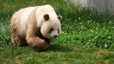 panda marrón fotografiado en China