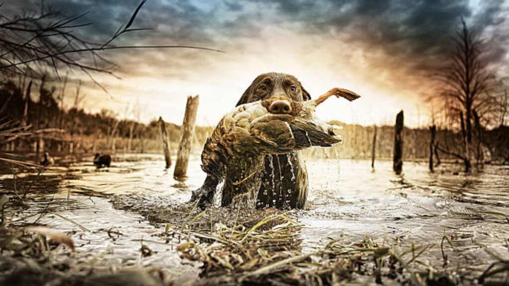 Perros detectan el calor con su olfato: estudio