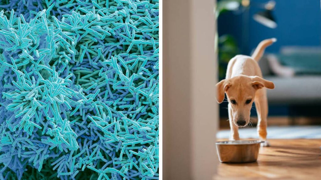 ¿Qué es el biofilm y por qué afecta la salud de las mascotas?