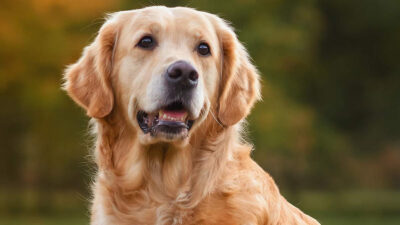 Beacon el famoso perro de terapia del equipo de gimnasia de EU está hospitalizado