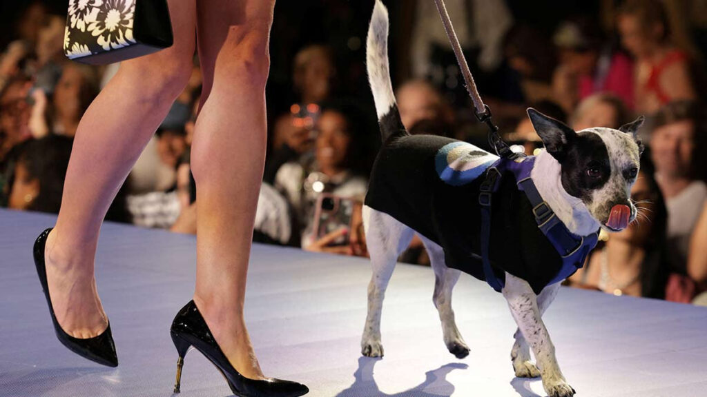 Perros Moda Pasarela