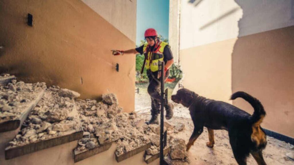 Perros detectan el calor con su olfato: estudio