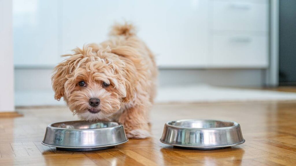 Retiran alimento para perros del mercado por bacterias peligrosas