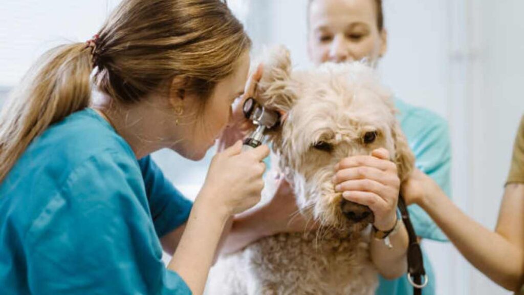 Gusano barrenador en perros: qué es y cómo prevenirlo