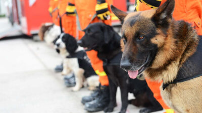 Taller de Búsqueda y Rescate para perros se imparte en Tlalpan