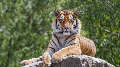 Me pareció ver un lindo gatito; reportan que hay un tigre suelto en Elota, Sinaloa