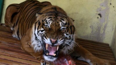 Autoridades alertaron por un tigre suelto en Sinaloa.