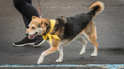 Qué significa ver a un perro con un listón amarillo en Suecia