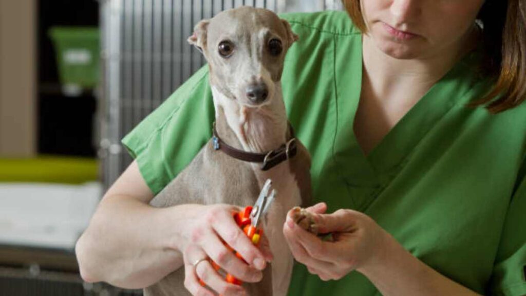 ¿Por qué a mi perro le huelen las patas a Cheetos?