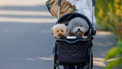 ventas carritos perros Corea del Sur 