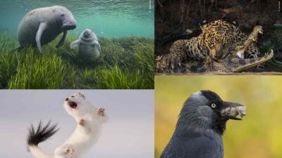 Wildlife Photographer of the Year 2024