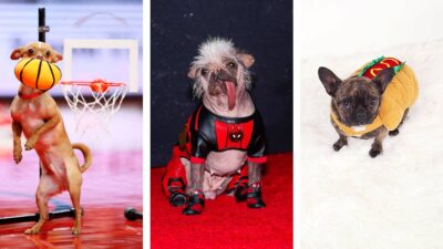 Disfraces para mascotas más populares de Halloween 2024