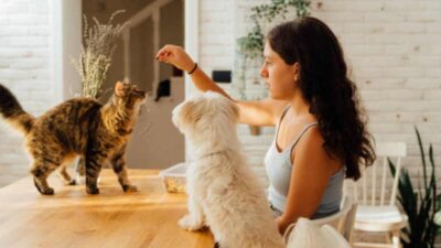 Alimentos sanos para mascotas que puedes incluir en una dieta equilibrada