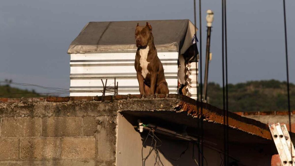 Abandono de mascotas en México: UNAM busca erradicarlo así