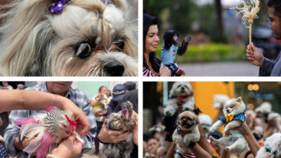 Bendicen animales alrededor mundo