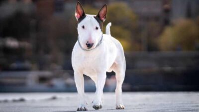 Perro abandonado en medio del huracán Milton fue rescatado