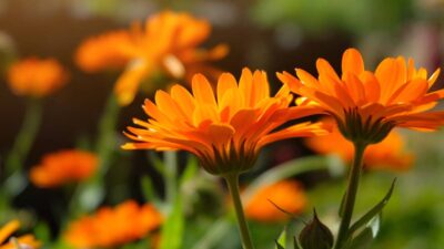 Caléndula la flor de octubre, significado y beneficios