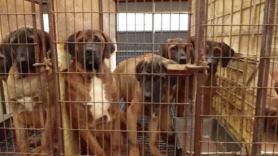 Corea del Sur reubicará a perros criados para consumo humano