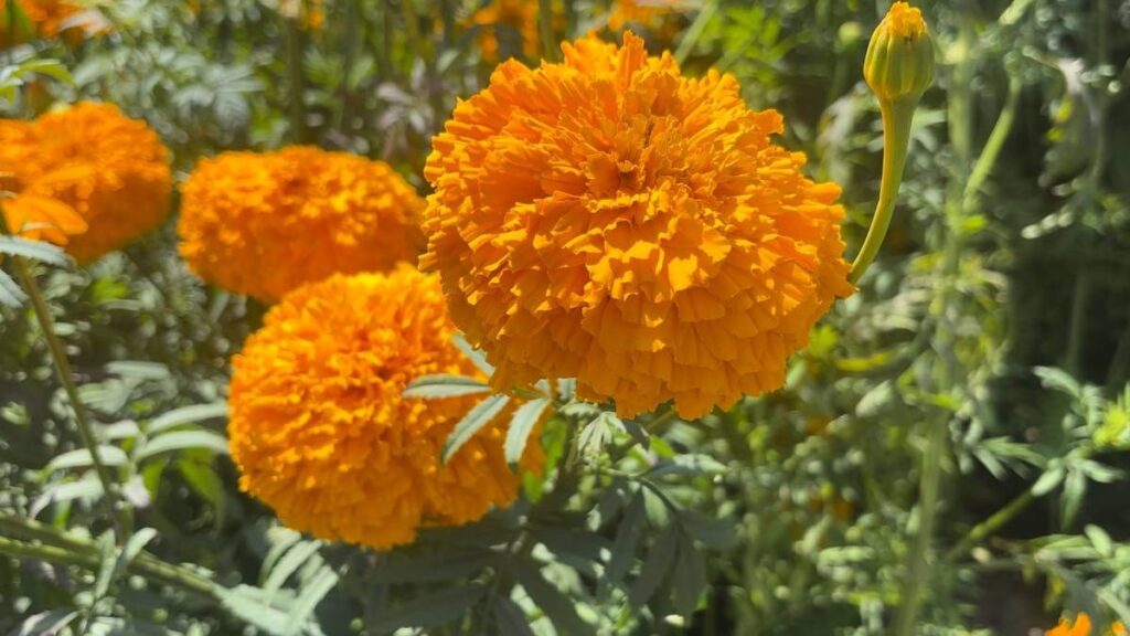 Flores de cempasúchil