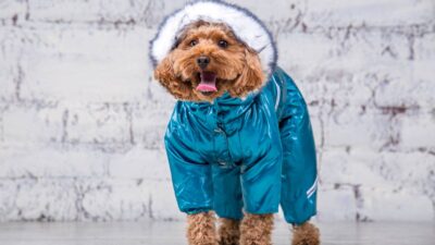 Abren centro de enfriamiento para mascotas en Riverside para combatir ola de calor de otoño