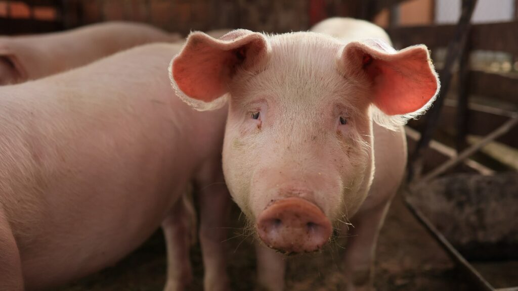 "Reviven" cerebro de un cerdo después de casi una hora de su muerte