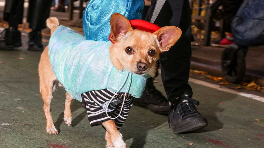 Desfile Halloween perros imágenes