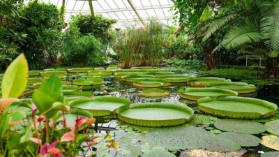 ¿Qué es un jardín botánico y cómo puedes hacer uno en casa?