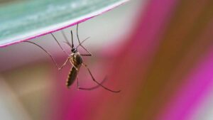 Alertan por posible brote de dengue en Guerrero tras paso del huracán Erick