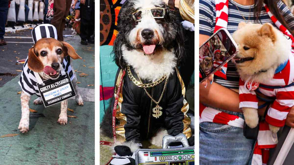 Desfile Halloween perros imágenes