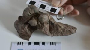 Los huevos de dinosaurio más pequeños jamás encontrados… ¡aparecen en China!