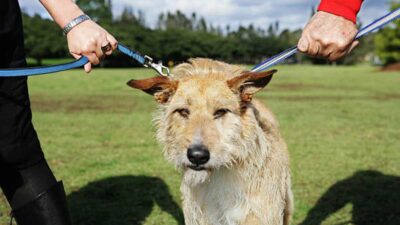 ¿Qué pasa con las mascotas en el divorcio?