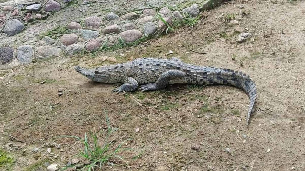 ¡Qué susto! Encuentran a cocodrilo deambulando en Ixtacuixtla, Tlaxcala