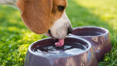 ¿Es malo que mi perro beba mucha agua?