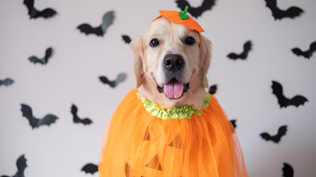 Alistan Halloween y concurso de disfraces para perros en Tamaulipas