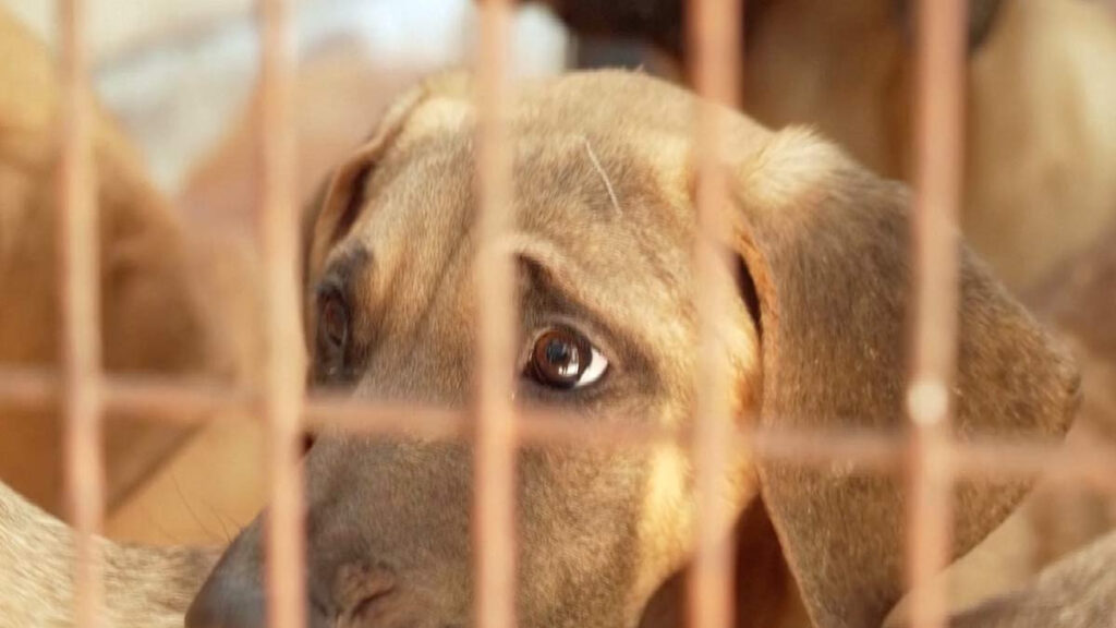 Corea del Sur reubicará a perros criados para consumo humano