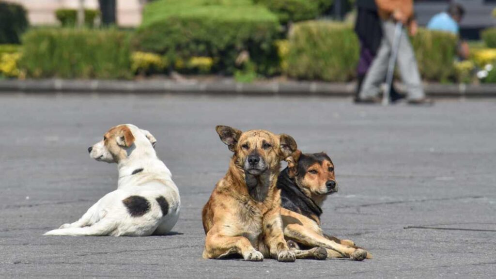 Abandono de mascotas en México: UNAM busca erradicarlo así