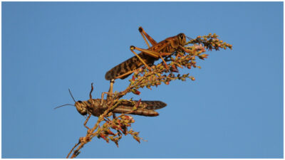 Plaga de langostas en México: ¿qué son estos insectos?