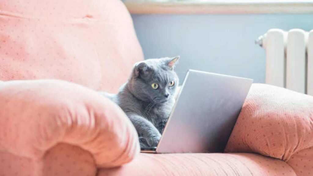 ¿Por qué los gatos son tan populares en internet?