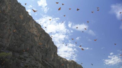 mariposa monarca en Coahuila